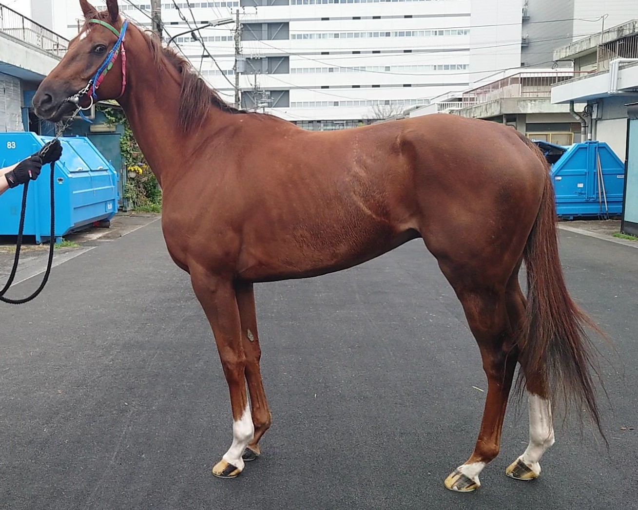 ドラゴンウィッシュ　　セン４歳　　※地方競馬　在籍_main1