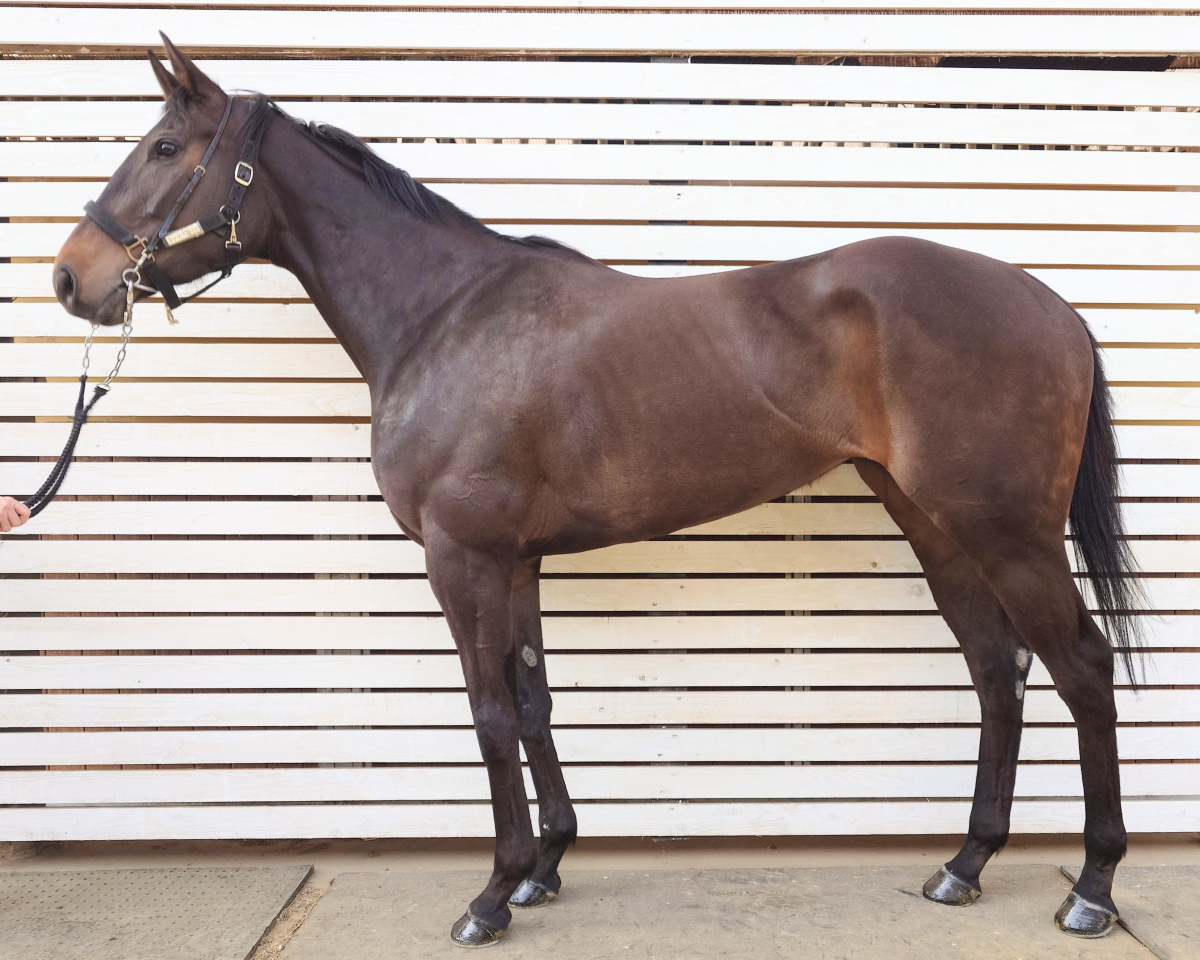 ラッケンブース　　牝４歳　　※地方競馬　在籍_main1