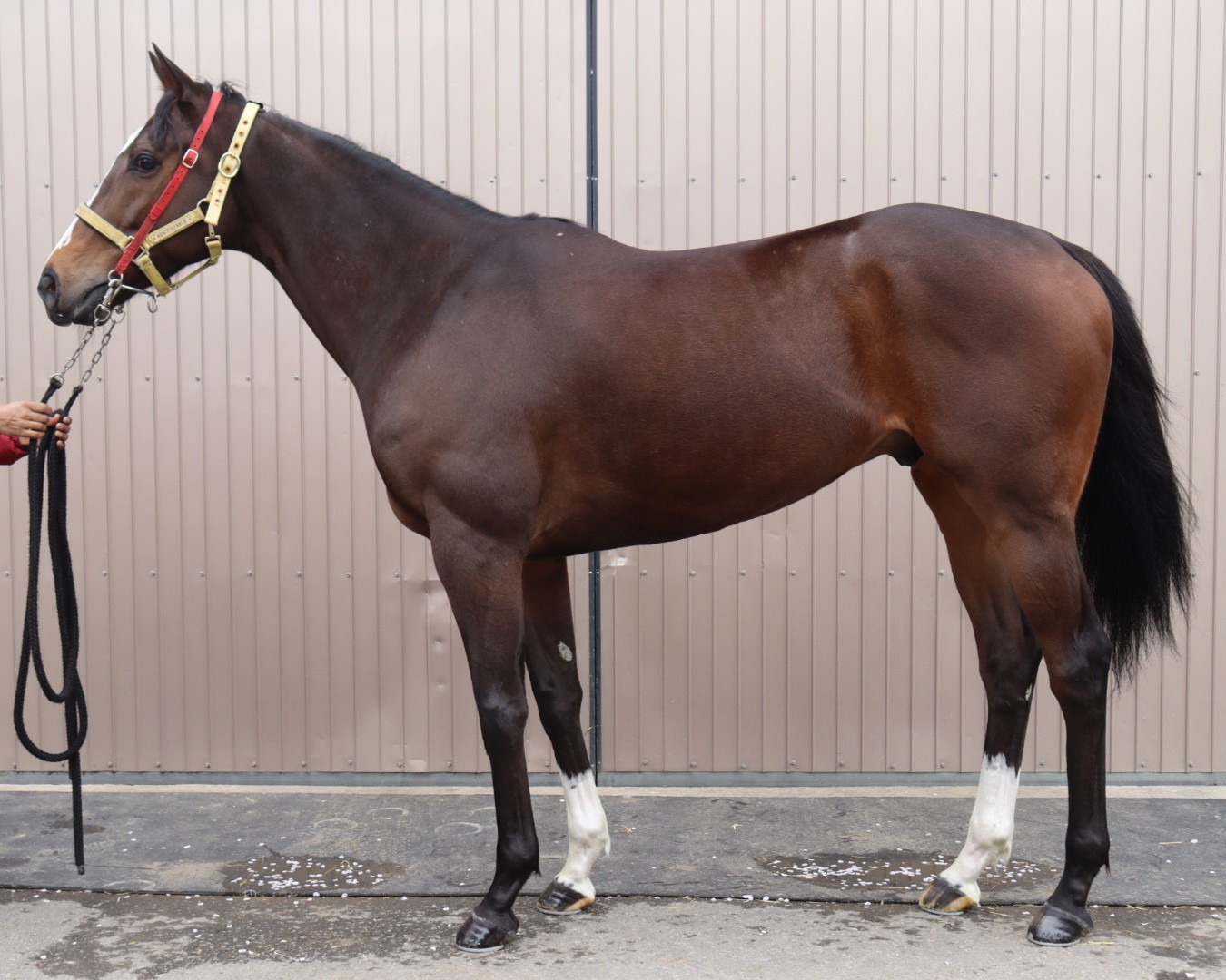 ブーヤカ　　セン５歳　　※地方競馬　在籍_main1