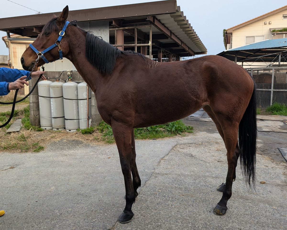 ホイッスルベイト　　牝７歳　　※地方競馬　在籍_main1