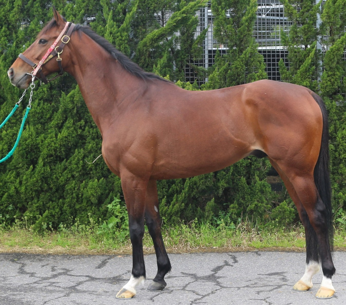 パーティーベル　　牡７歳　　※地方競馬　在籍_main1