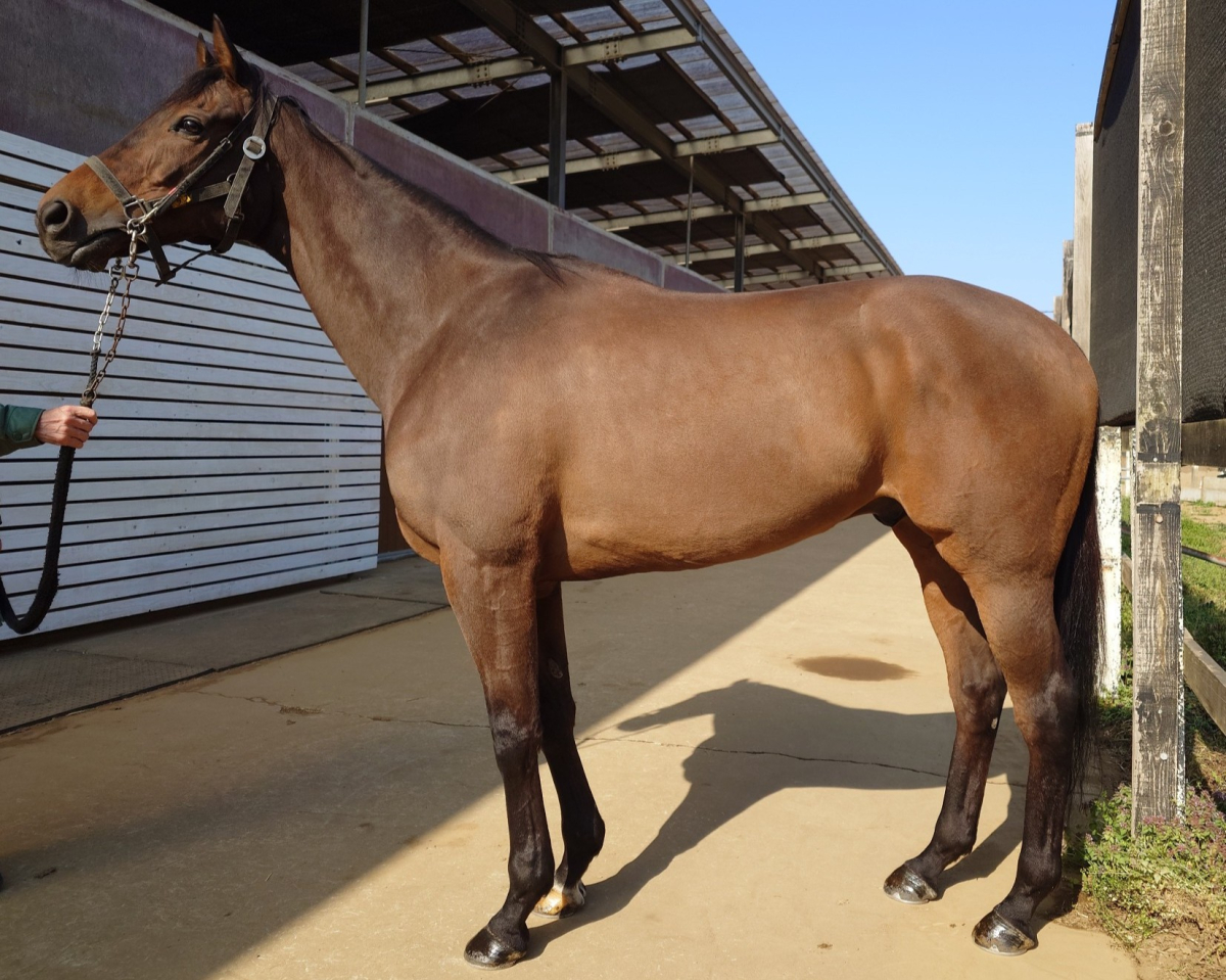 タブラオ　　セン８歳　　※地方競馬　在籍_main1