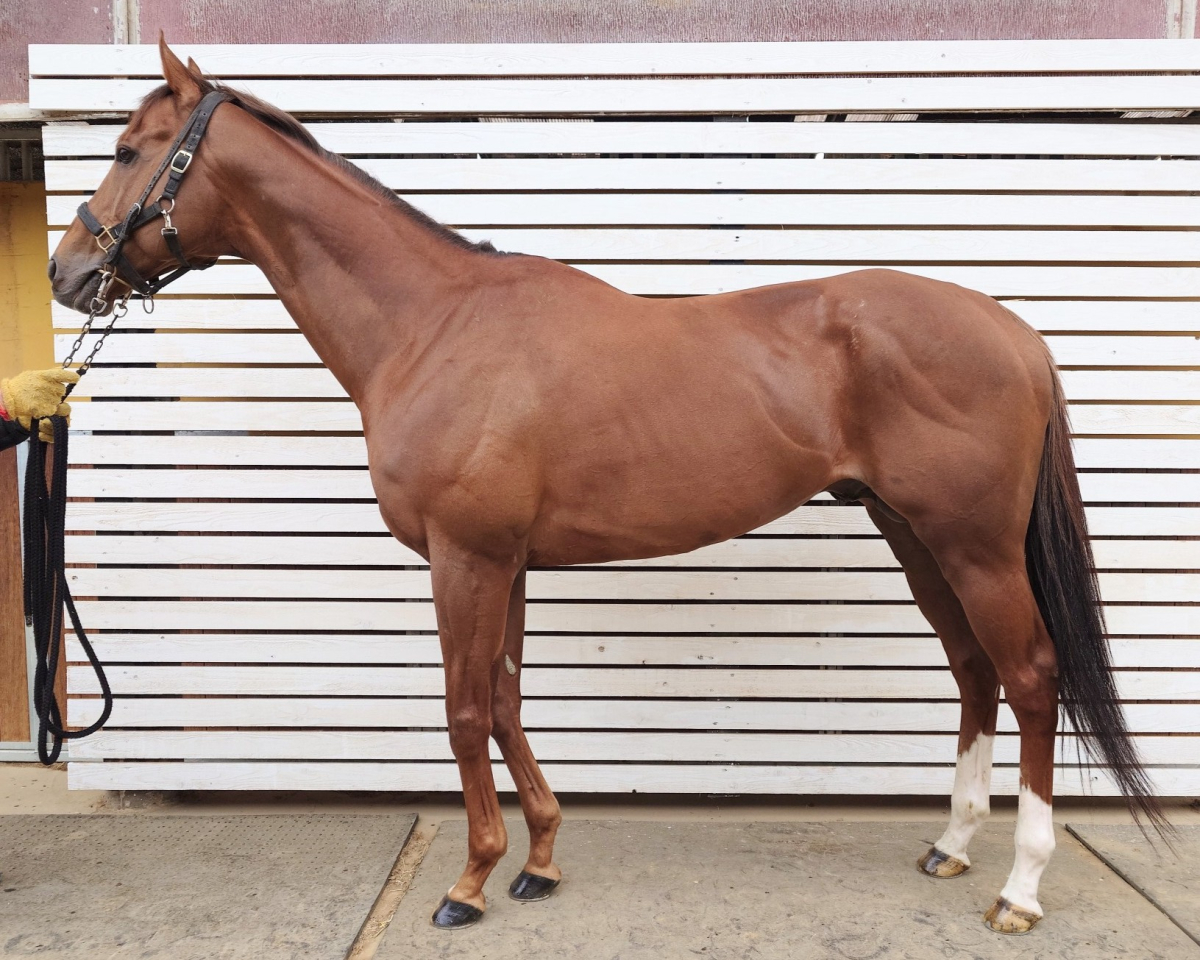 デュアリスト　　牡８歳　　※地方競馬　在籍_main1