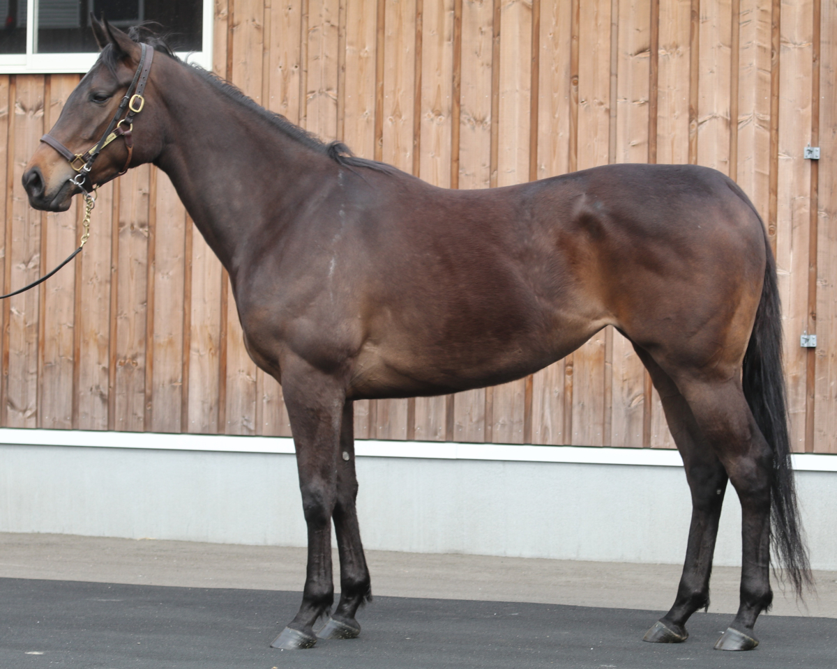 ティンバレスの23　　牝３歳　　※繁殖牝馬（空胎）_main1