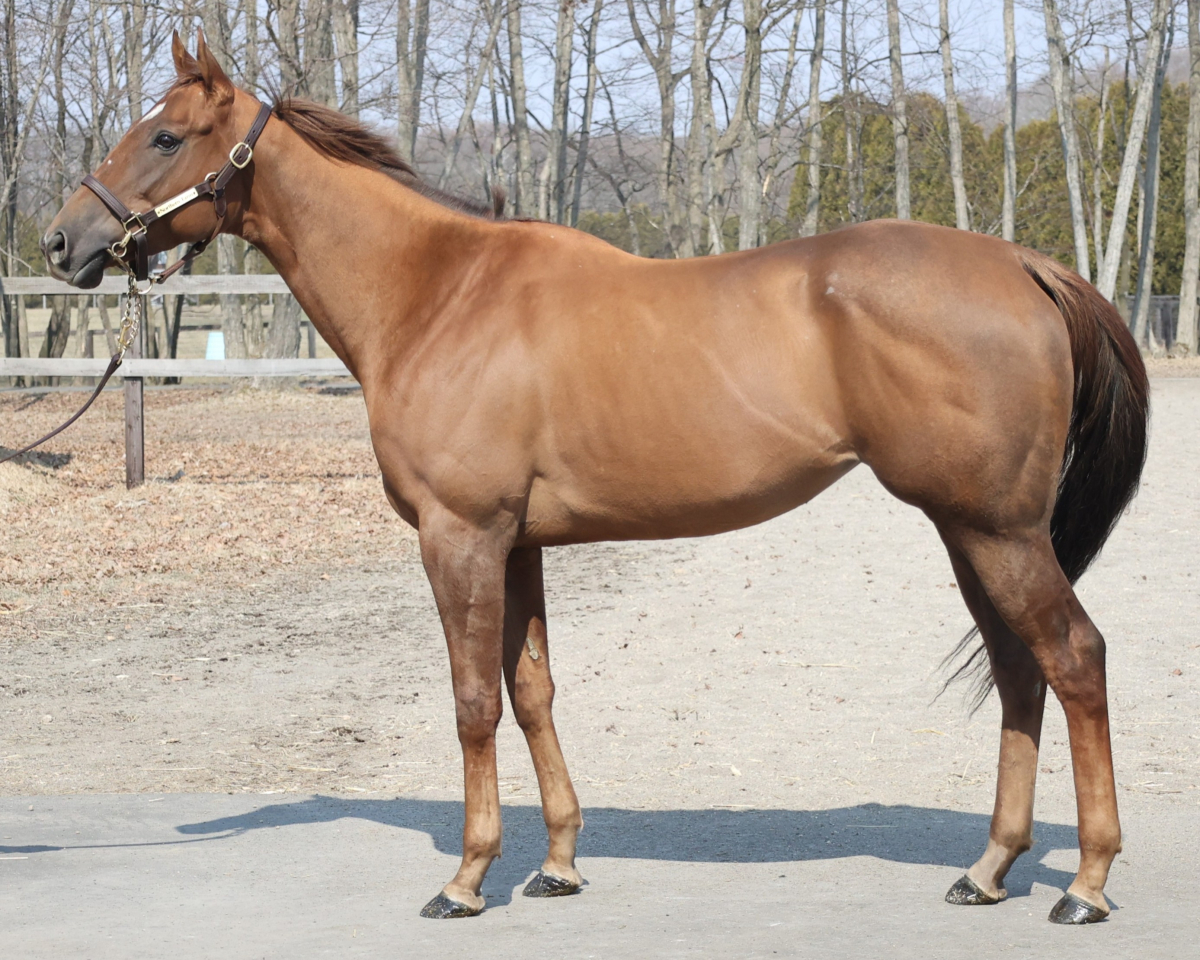 ジョリーレーヌ　　牝４歳　　※繁殖牝馬（空胎）_main1