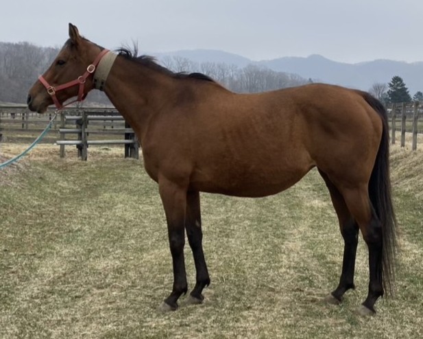 ミヤラビランド　　牝１２歳　　※繁殖牝馬（空胎）_main1