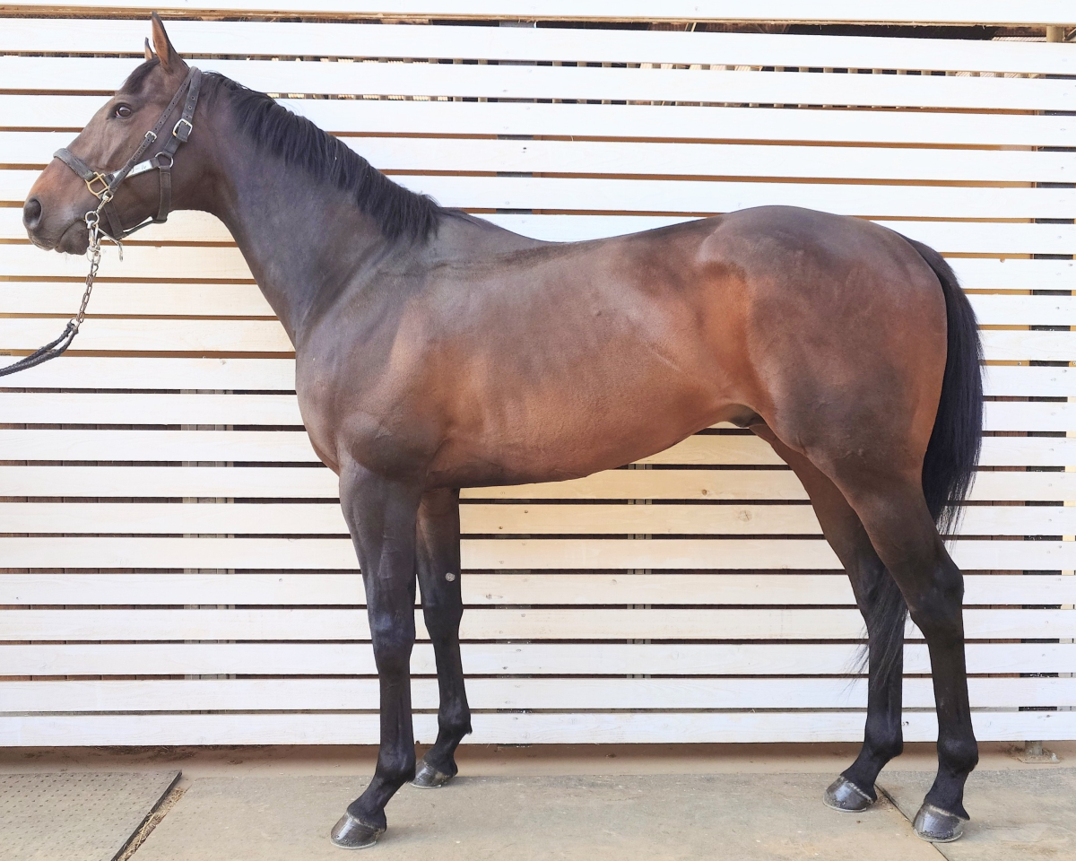 プレジール　　牡５歳　　※中央競馬　登録抹消_main1