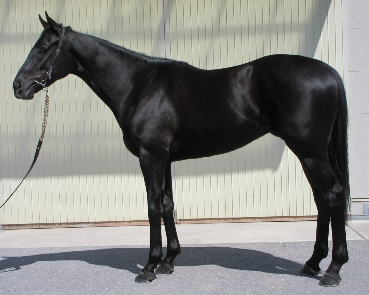 ガムチョン　　セン３歳　　※中央競馬　登録抹消_main1