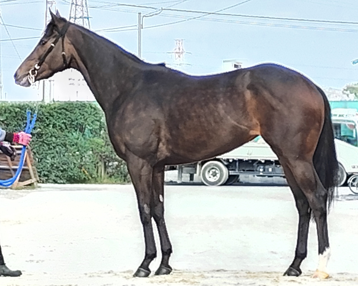 ジョテイ　　牝３歳　　※地方競馬　在籍_main1