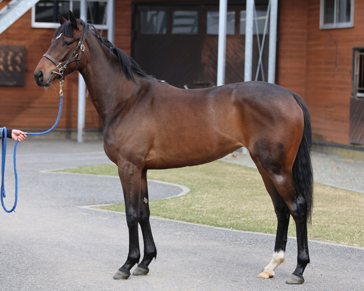 レイトブルーミングの24　　牝２歳　　※育成馬　育成中の２歳馬_main1