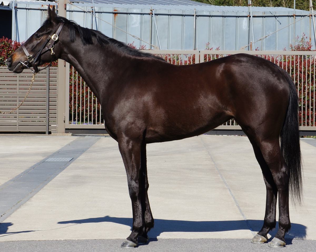 アイアンロッキー　　牝３歳　　※中央競馬　登録抹消_main1