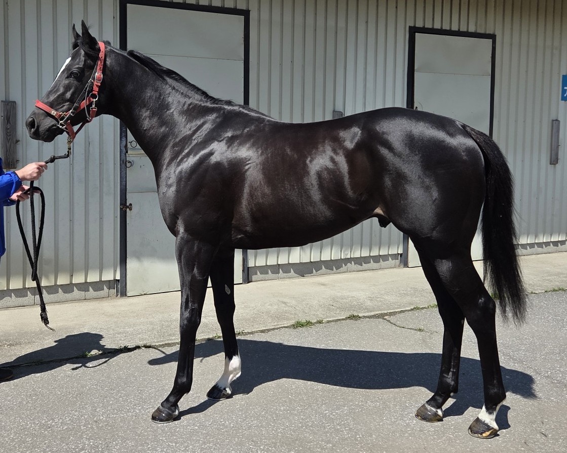 キトゥンズシルバー　　牡３歳　　※中央競馬　登録抹消_main1