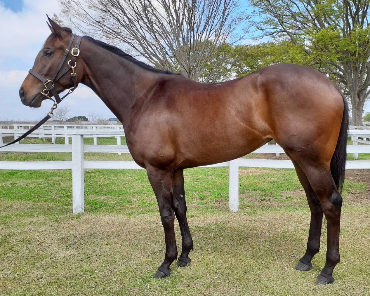 サンクスアミリオン　　牝３歳　　※中央競馬　登録抹消_main1