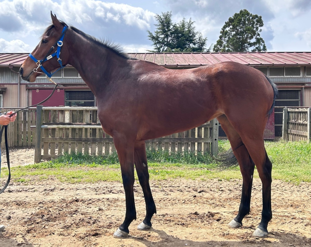 ハナムラサキ　　牝３歳　　※中央競馬　登録抹消_main1