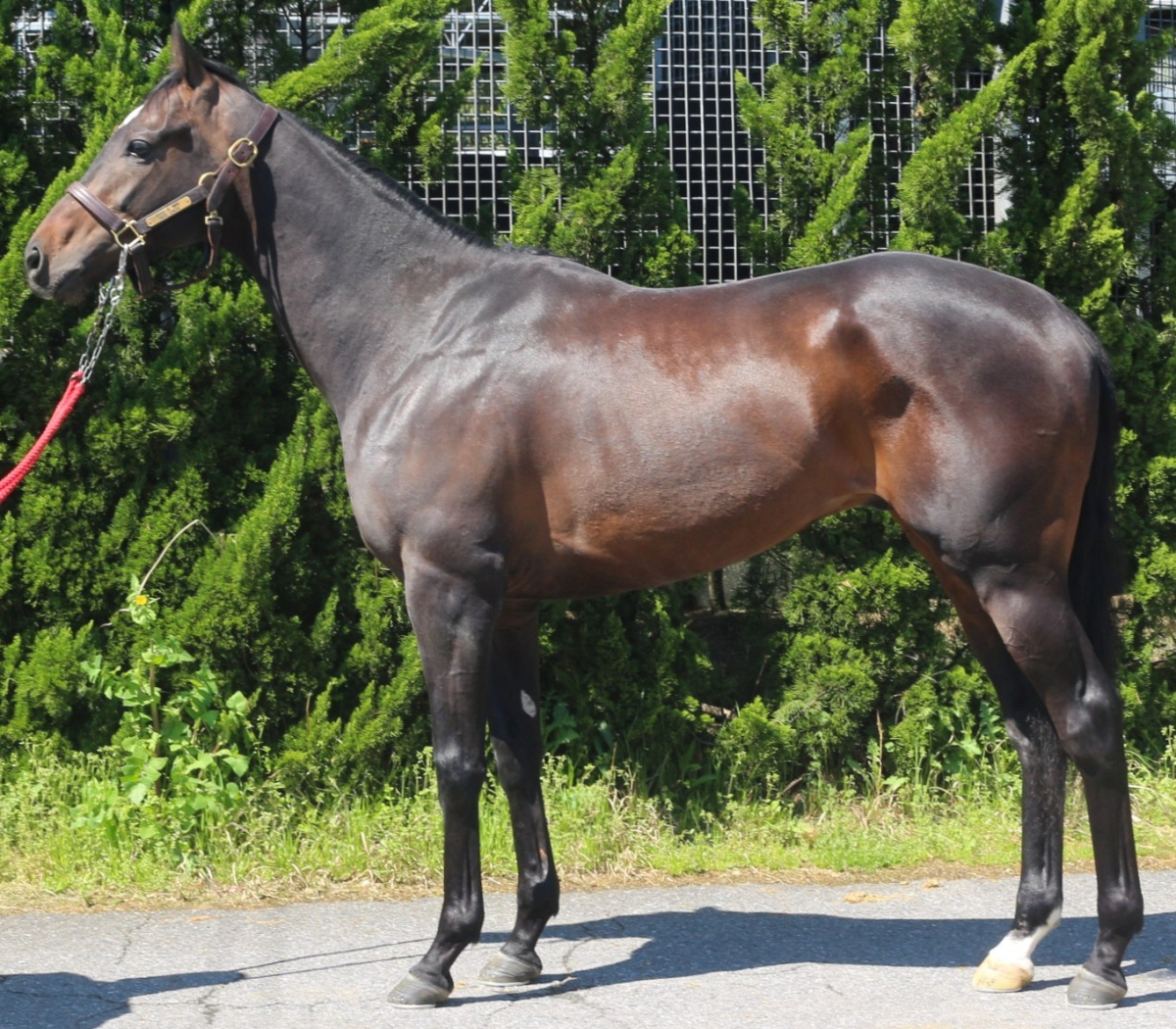 ファイヤーナイフ　　牡３歳　　※中央競馬　登録抹消_main1