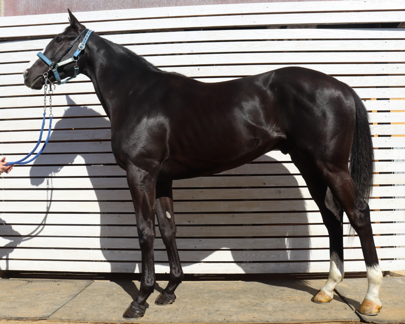 マイネルモンブラン　　牡３歳　　※中央競馬　登録抹消_main1