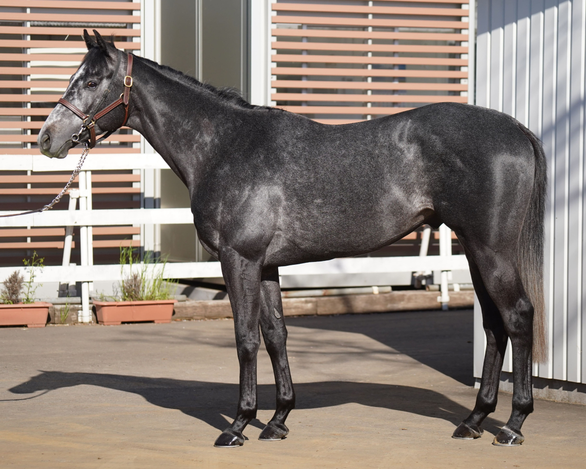 モズラストセール　　牡３歳　　※中央競馬　登録抹消_main1