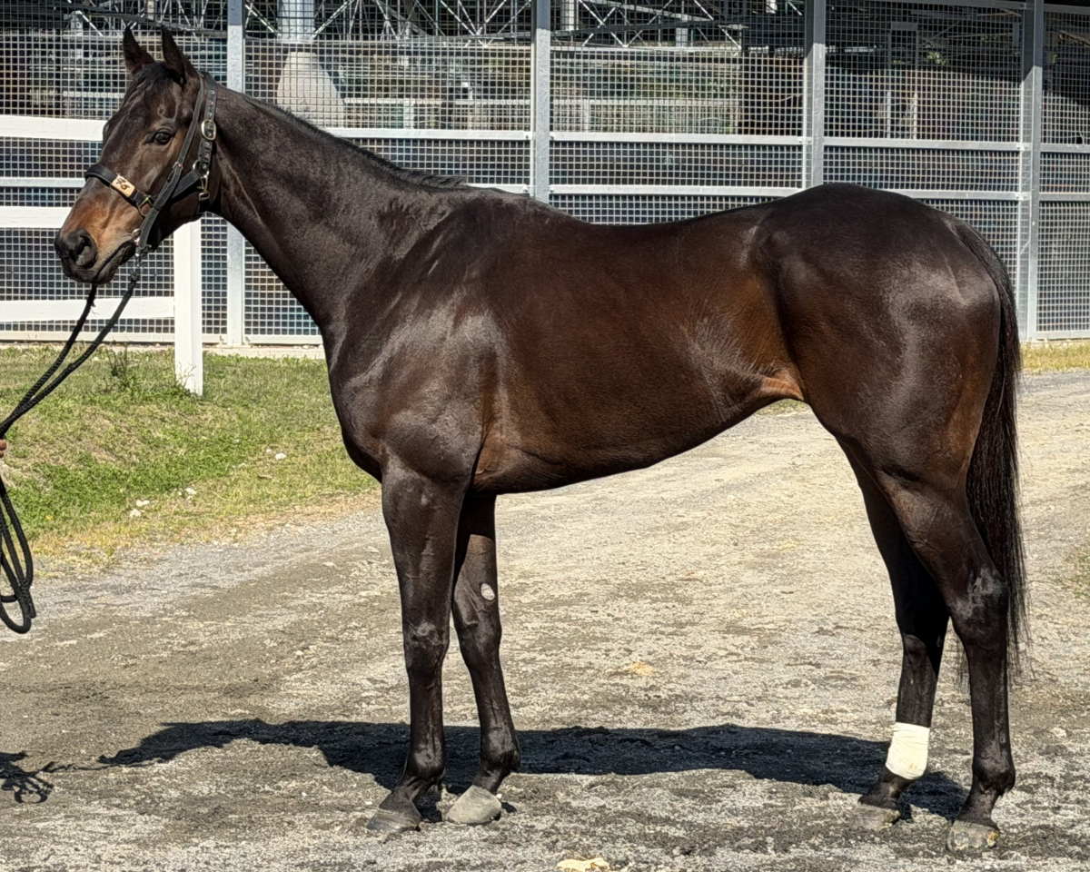 アオイミモザ　　セン５歳　　※中央競馬　登録抹消_main1