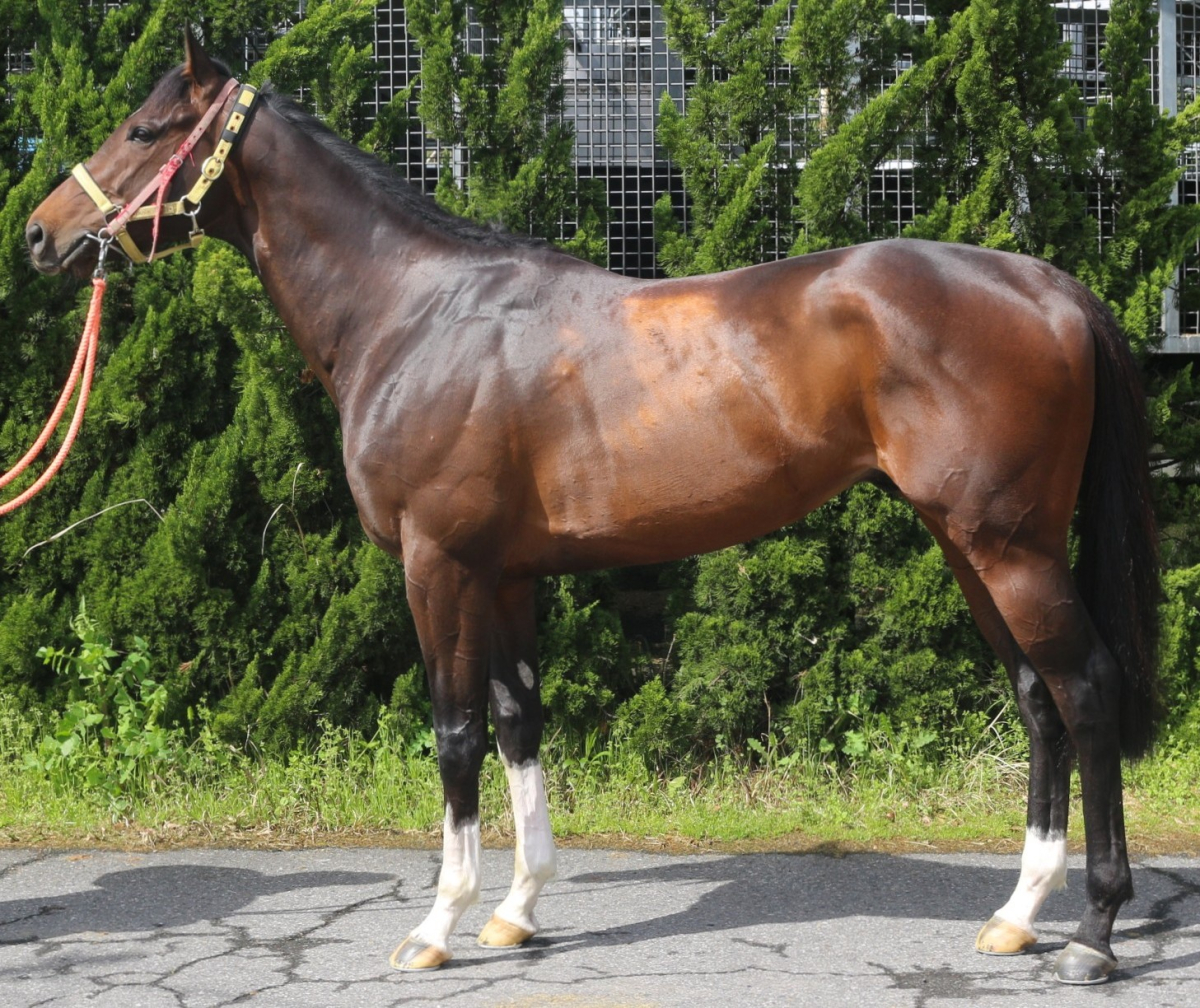 ストームバンガード　　牡５歳　　※中央競馬　登録抹消_main1