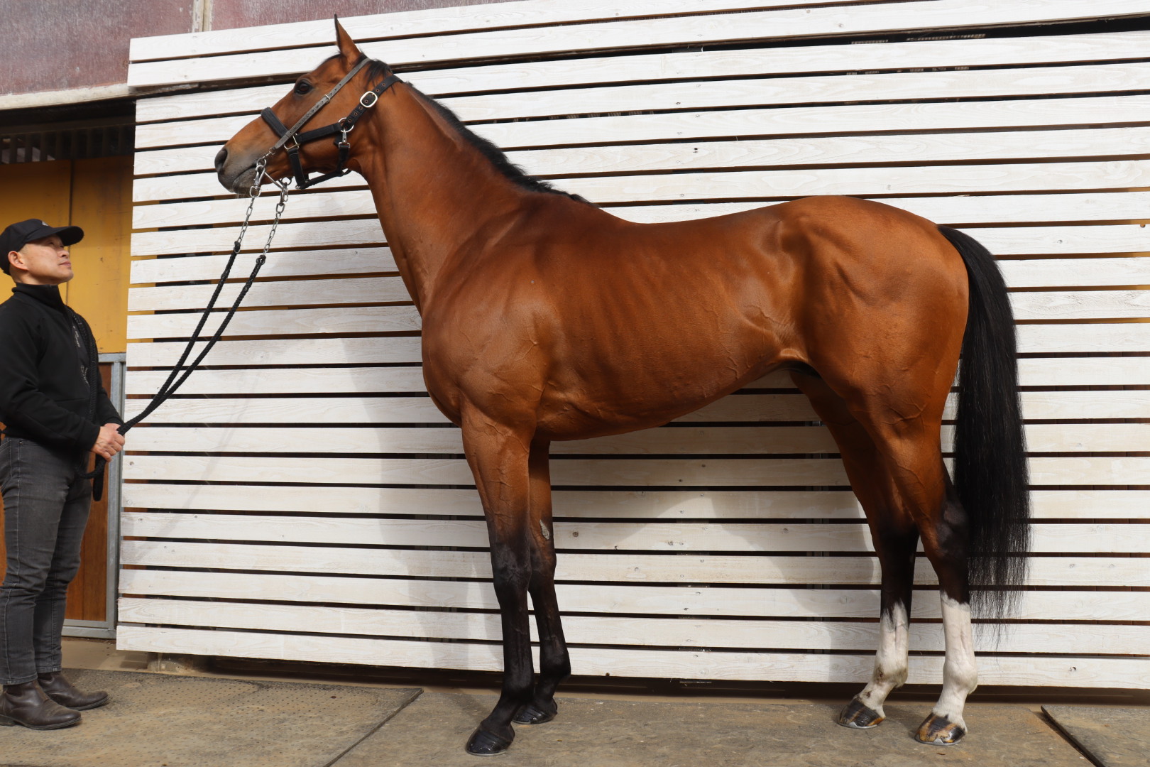 ラテラルシンキング　　牡６歳　　※中央競馬　登録抹消_main1