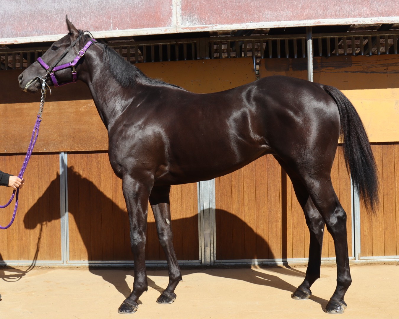 ボビー　　牡３歳　　※地方競馬　在籍_main1