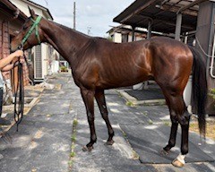 ルジュウェール　　牡４歳　　※地方競馬　在籍_main1