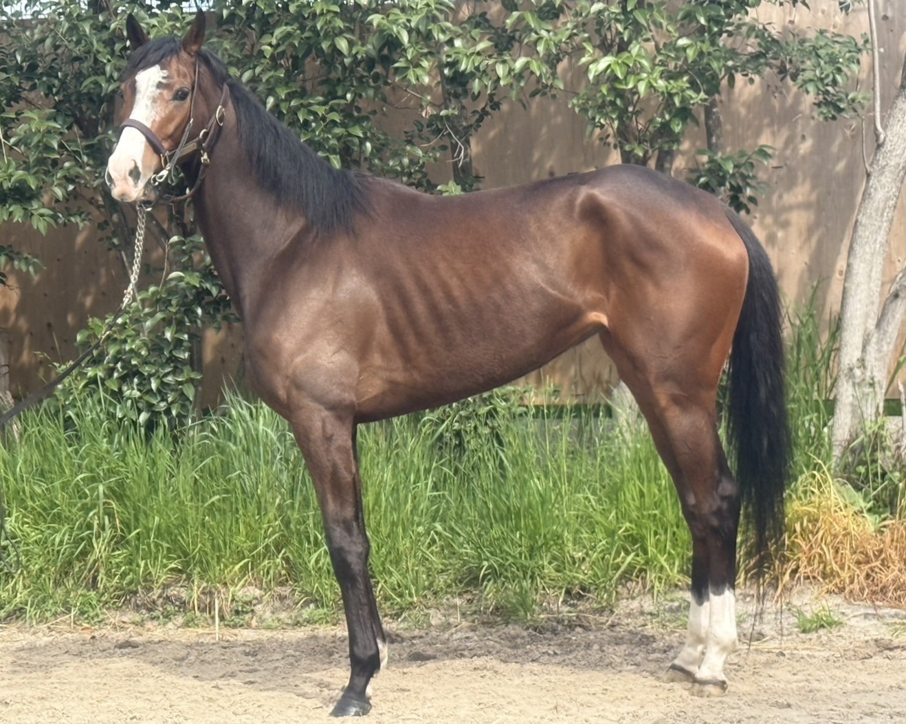 カラーズリング　　牝４歳　　※地方競馬　在籍_main1