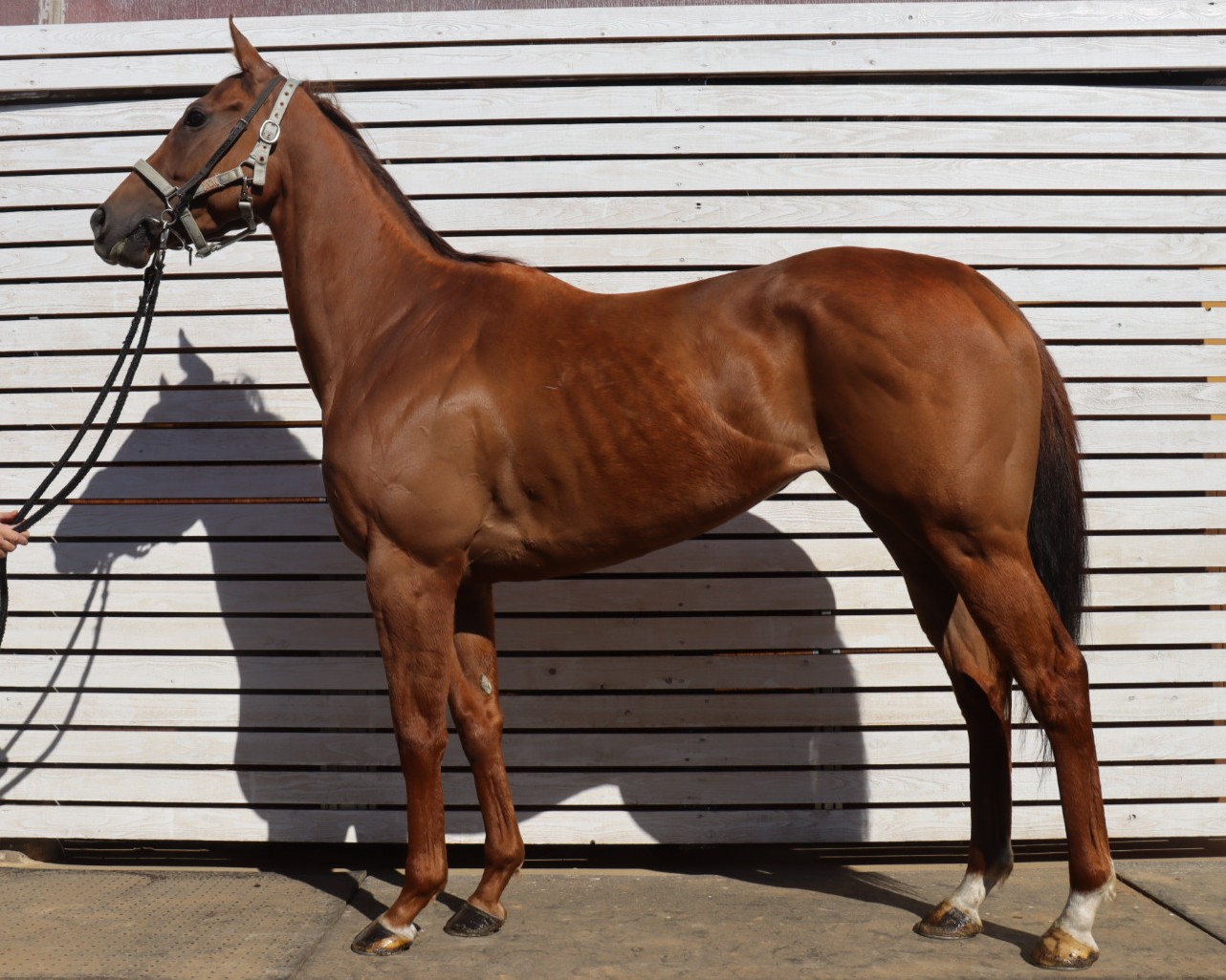 エターナルウインド　　牝４歳　　※地方競馬　在籍_main1