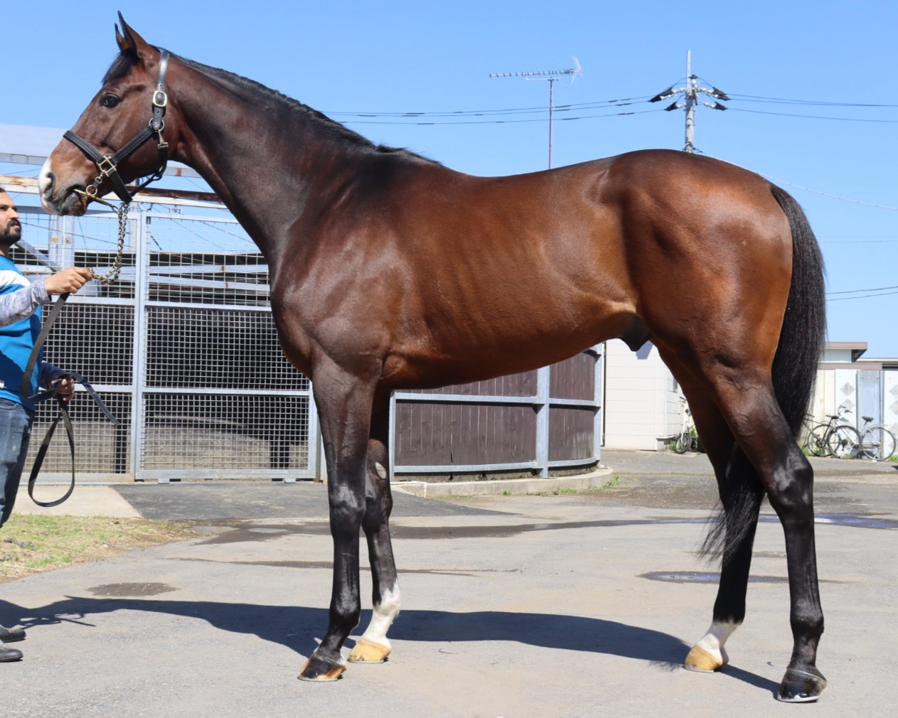 ルセルマンダムール　　牡４歳　　※地方競馬　在籍_main1