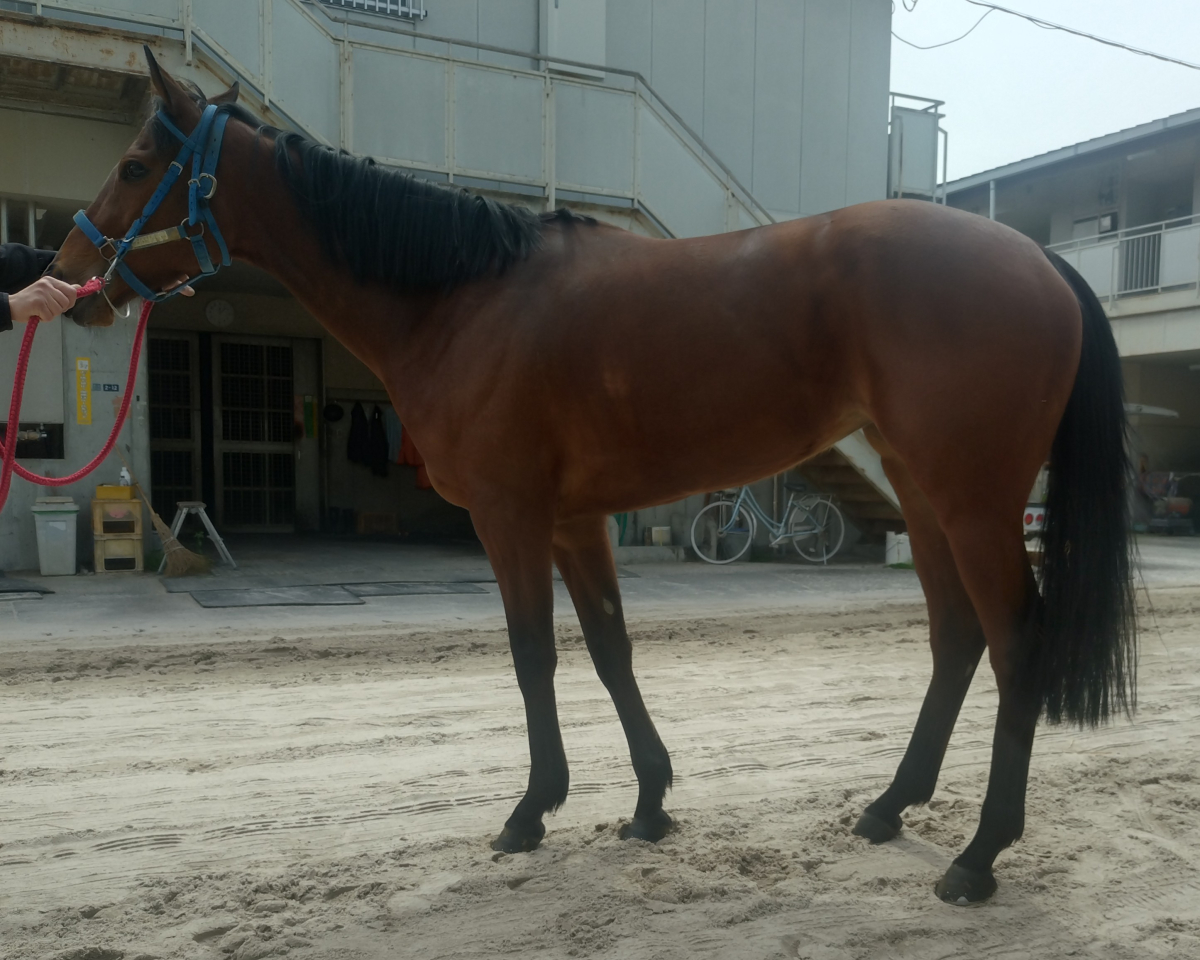 タイコウフェイス　　牝６歳　　※地方競馬　在籍_main1