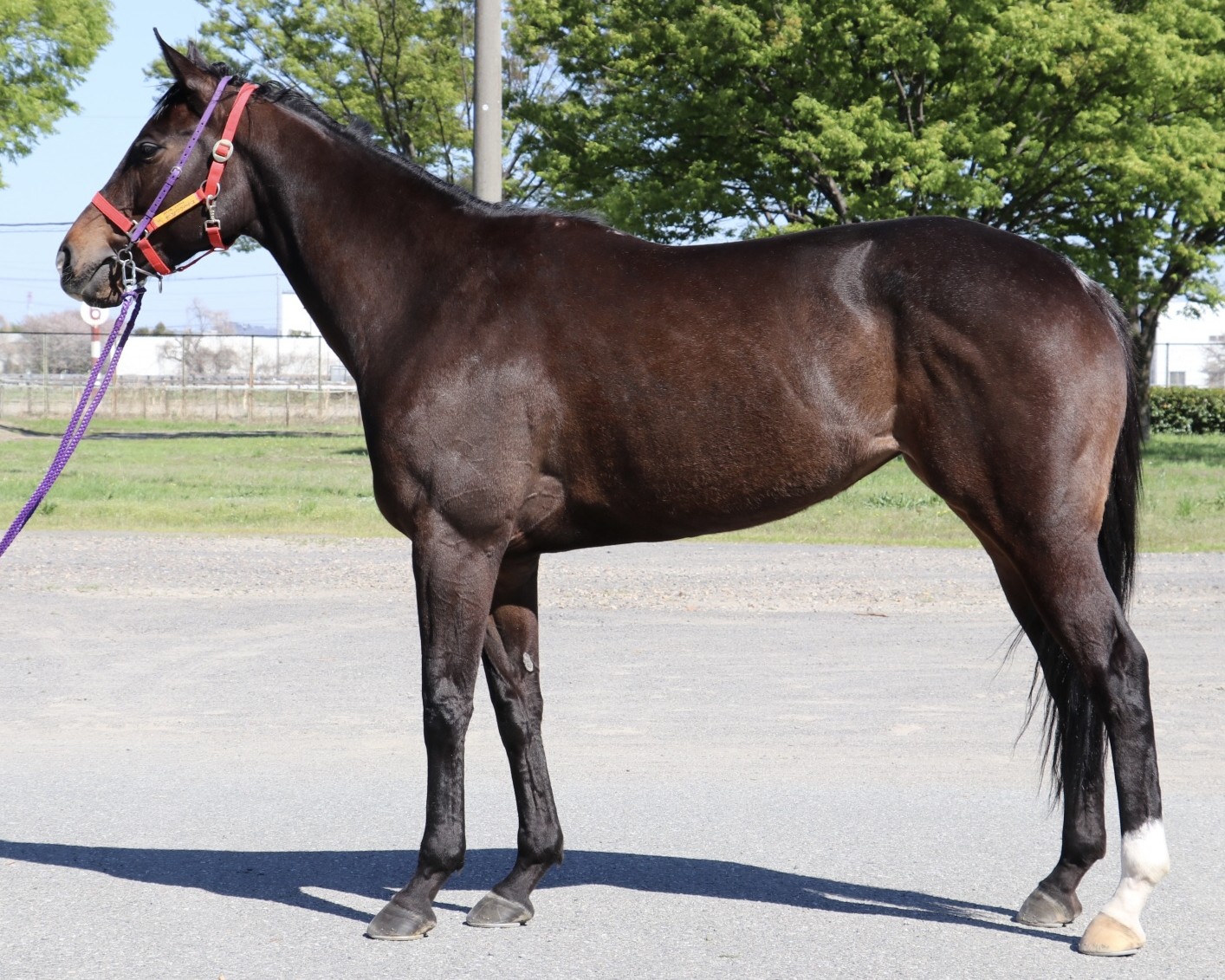 ホウオウヴィーナス　　牝６歳　　※地方競馬　在籍_main1