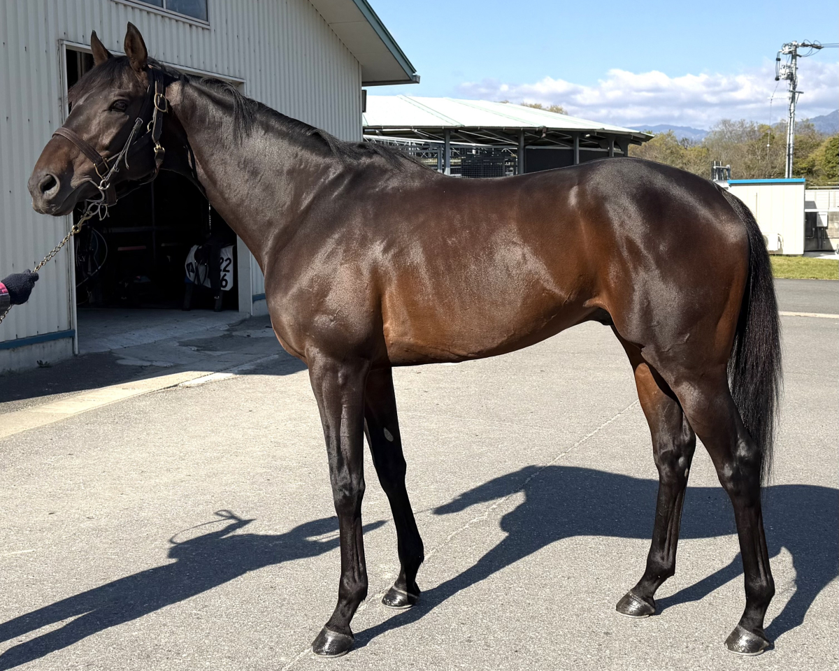 ヒューゴ　　牡６歳　　※地方競馬　在籍_main1