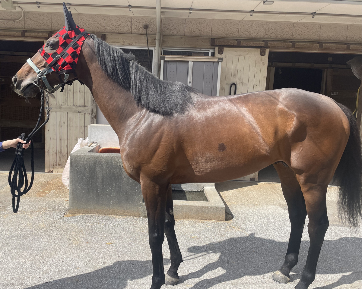 シャーマンズケイブ　　牡７歳　　※地方競馬　在籍_main1