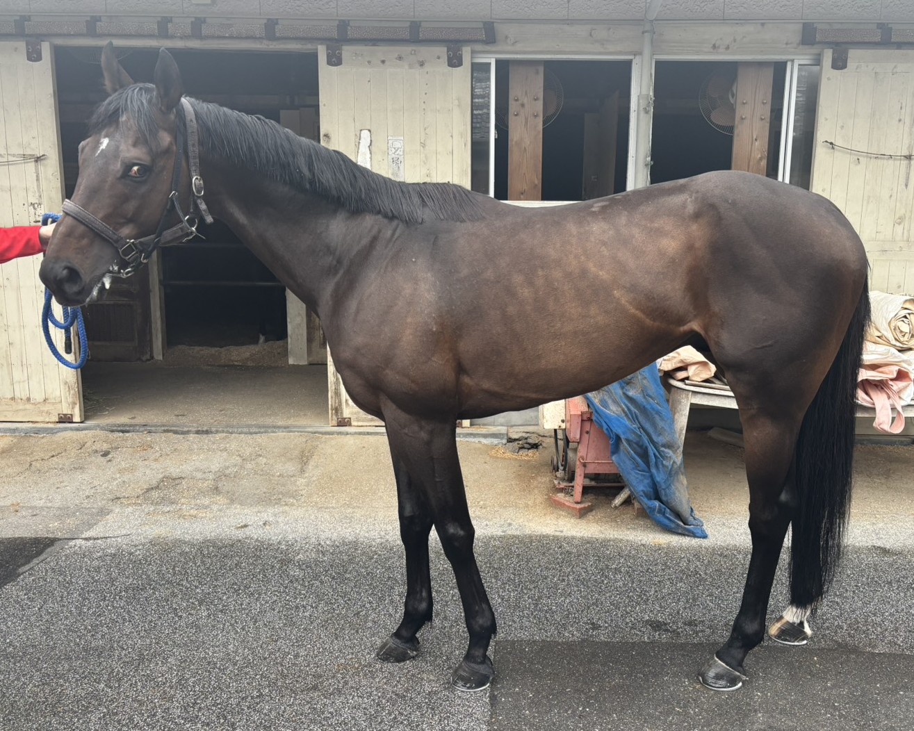 マシンガン　　牡８歳　　※地方競馬　在籍_main1