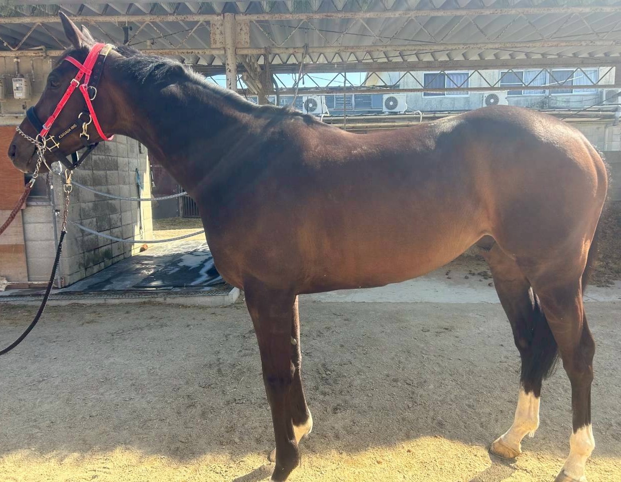 マーキュリーセブン　　セン９歳　　※地方競馬　在籍_main1