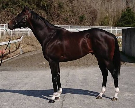 エコロネオ　　牡５歳　　※中央競馬　登録抹消_main1