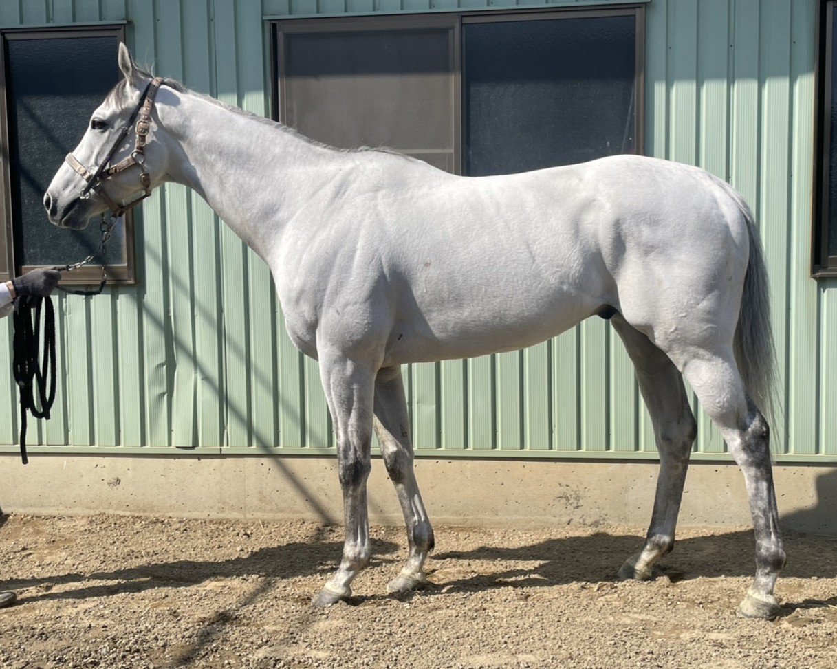 スノーホルンロード　　セン７歳　　※中央競馬　登録抹消_main1