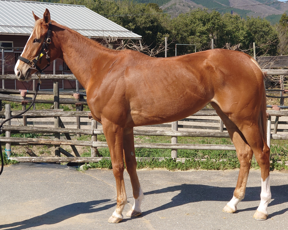 エイシンイーノ　　牝３歳　　※地方競馬　在籍_main1