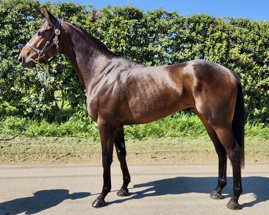 キイチヘリオス　　牡３歳　　※地方競馬　在籍_main1