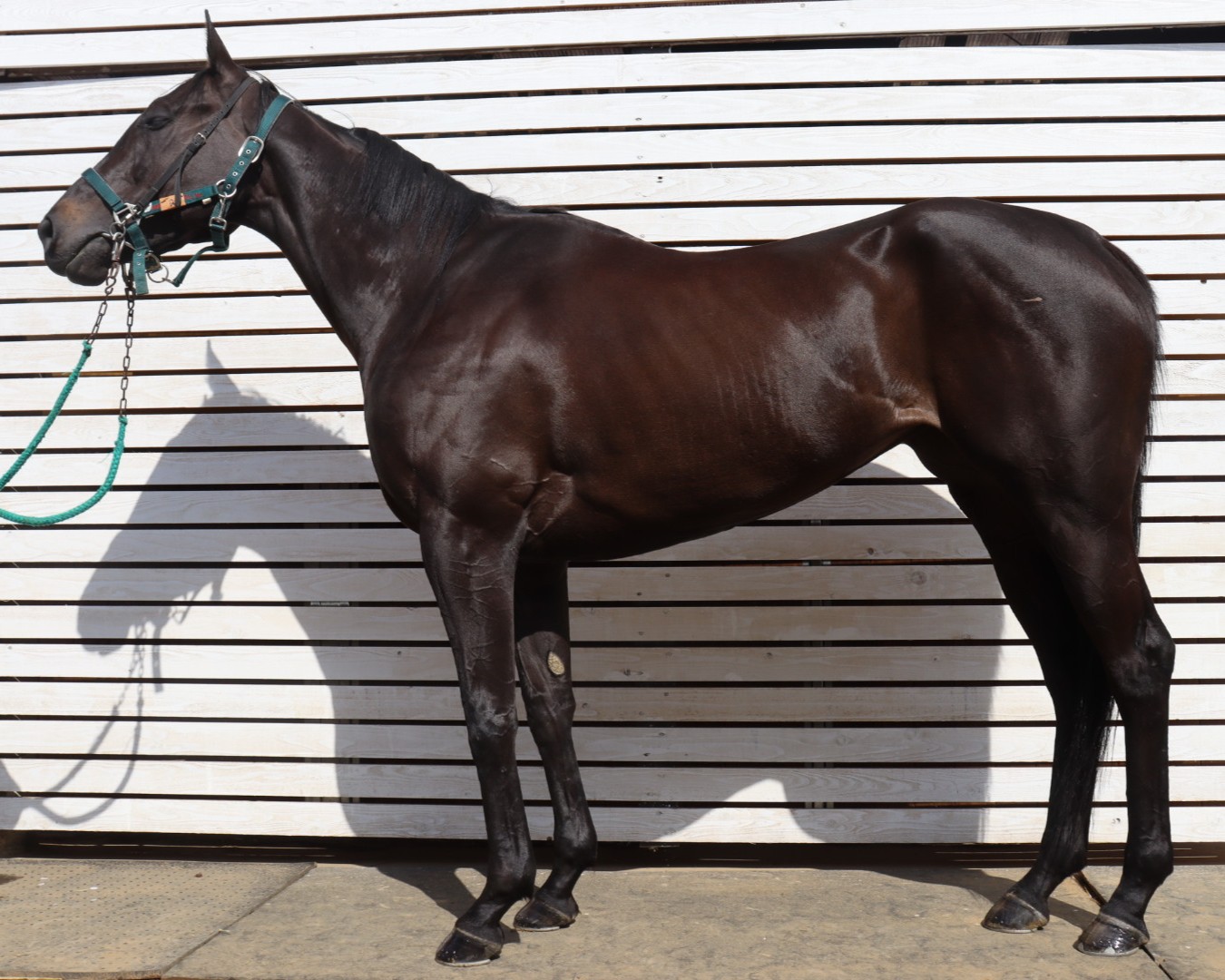 キラークラウン　　牝４歳　　※地方競馬　在籍_main1