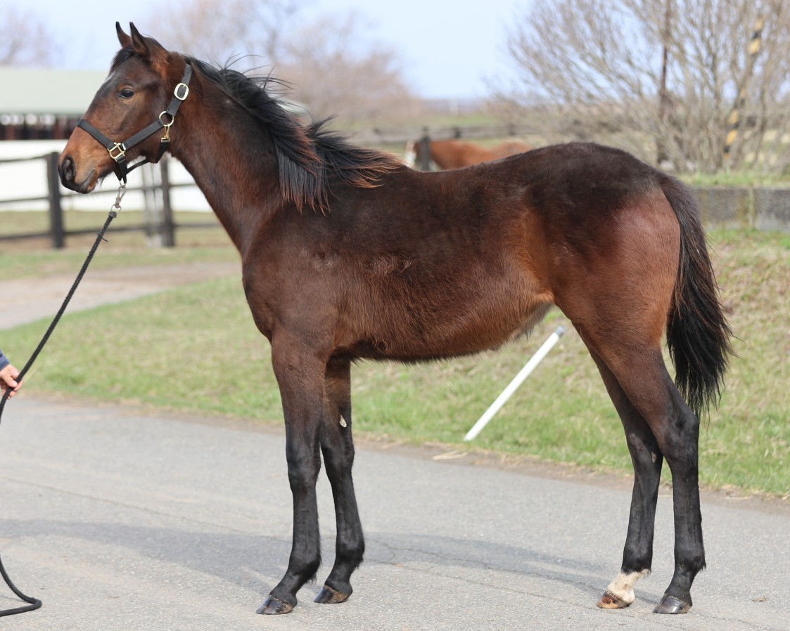 リケアルージュの25　　牝１歳　　※育成馬　育成中の１歳馬_main1