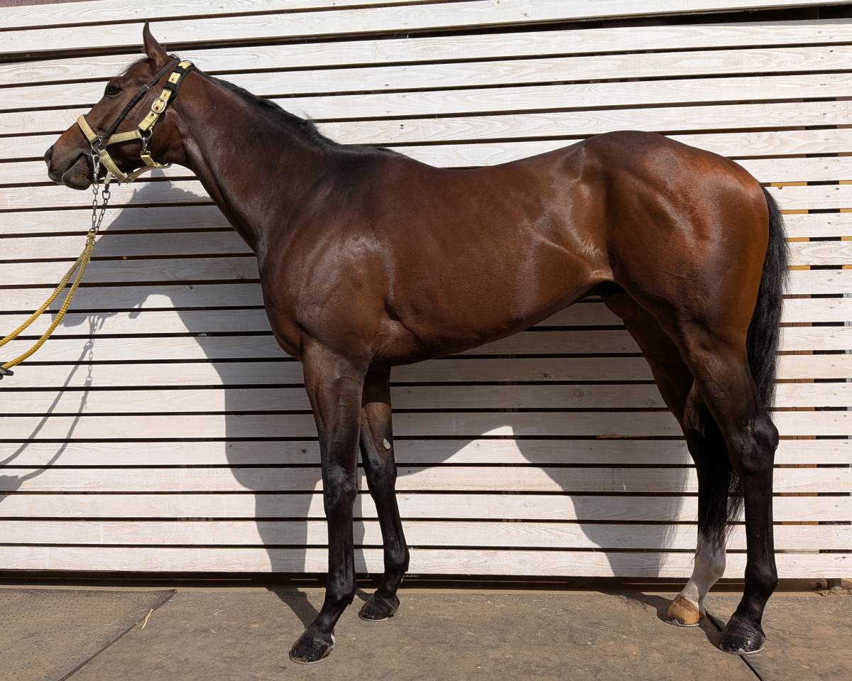 アースジャッジ　　牡３歳　　※中央競馬　登録抹消_main1