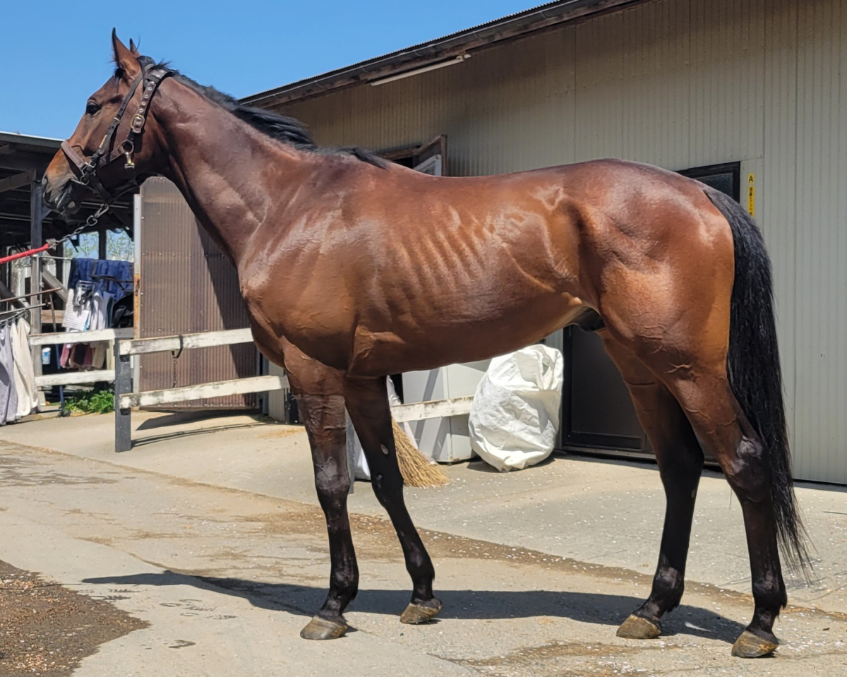 ショウナンダット 牡3歳 ※中央競馬 登録抹消 | サラブレッドオークション