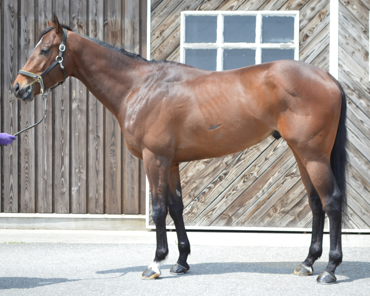 ディープエフェクト　　牡３歳　　※中央競馬　登録抹消_main1