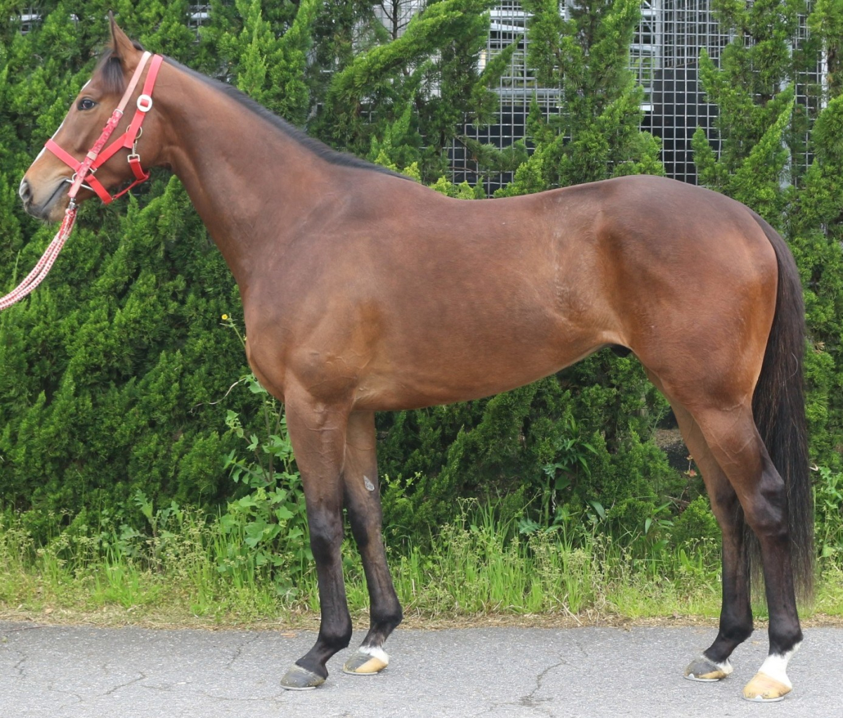 ペントハウス　　セン３歳　　※中央競馬　登録抹消_main1