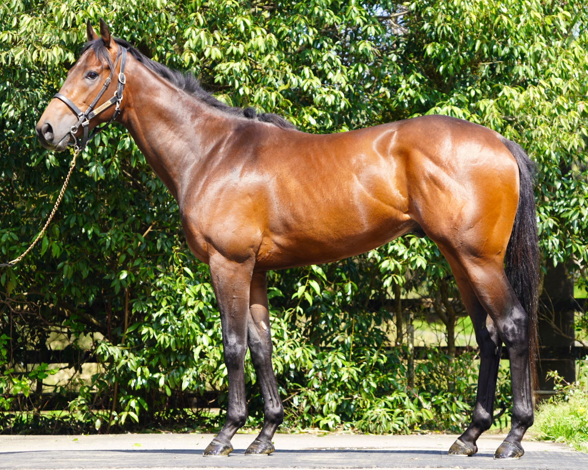 マクタン　　牡３歳　　※中央競馬　登録抹消_main1