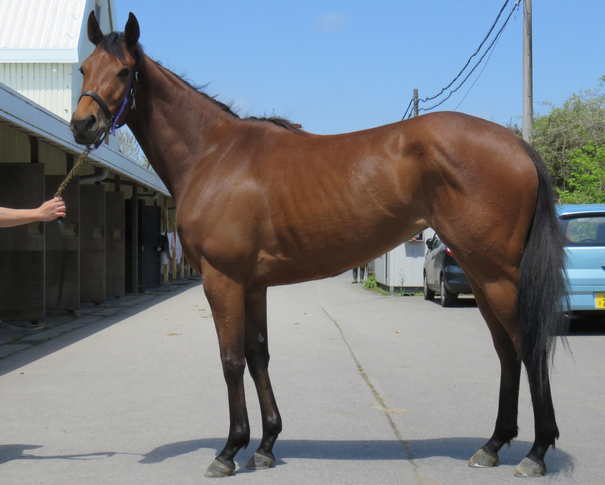 ヤスエフジン　　牝３歳　　※中央競馬　登録抹消_main1