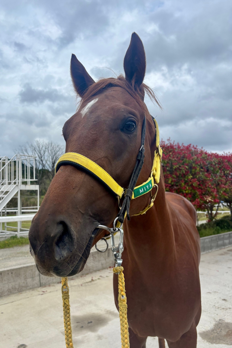 ウイングリフィス 牡3歳 ※中央競馬 登録抹消 | サラブレッドオークション
