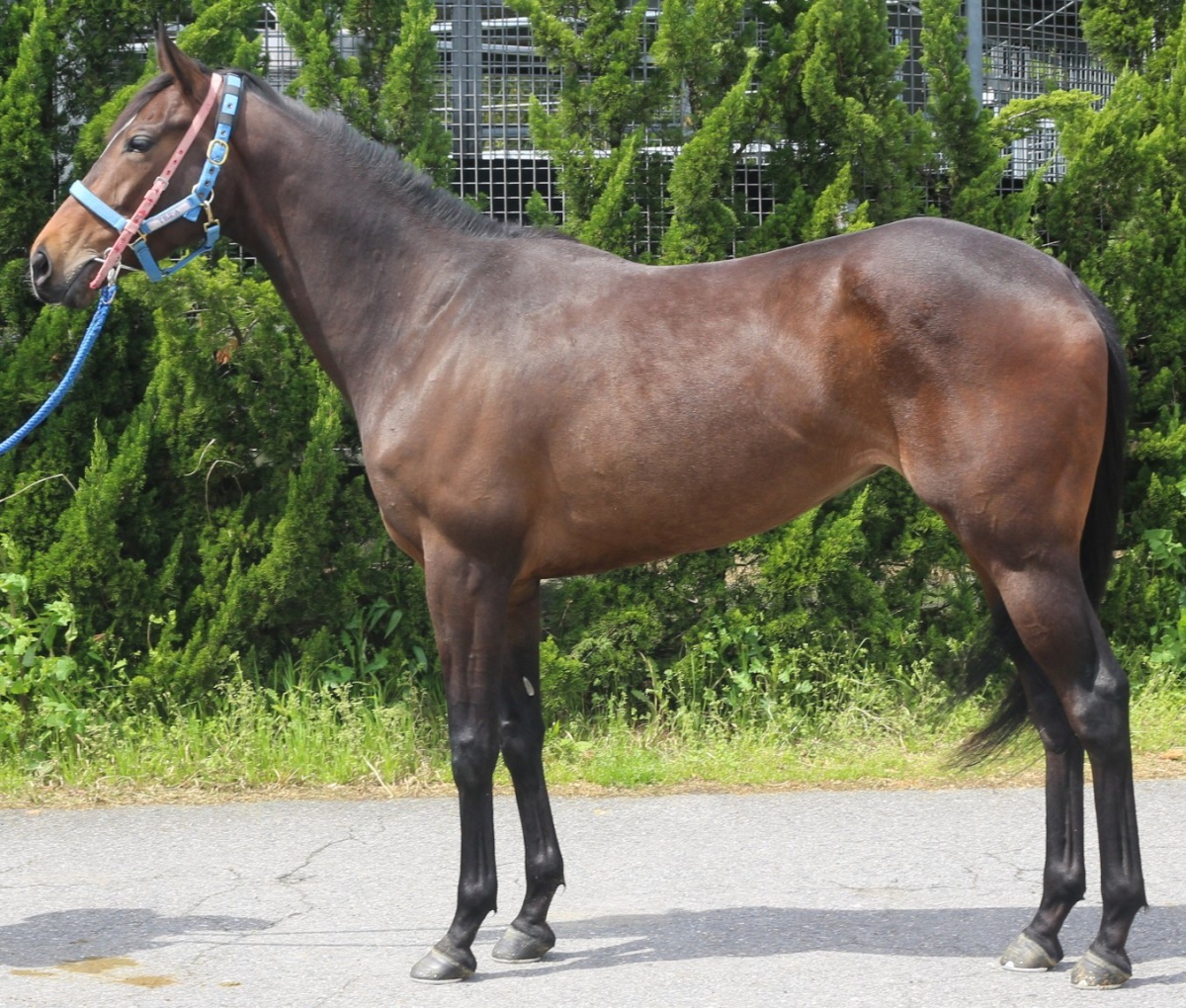 シオミン　　牝３歳　　※中央競馬　登録抹消_main1