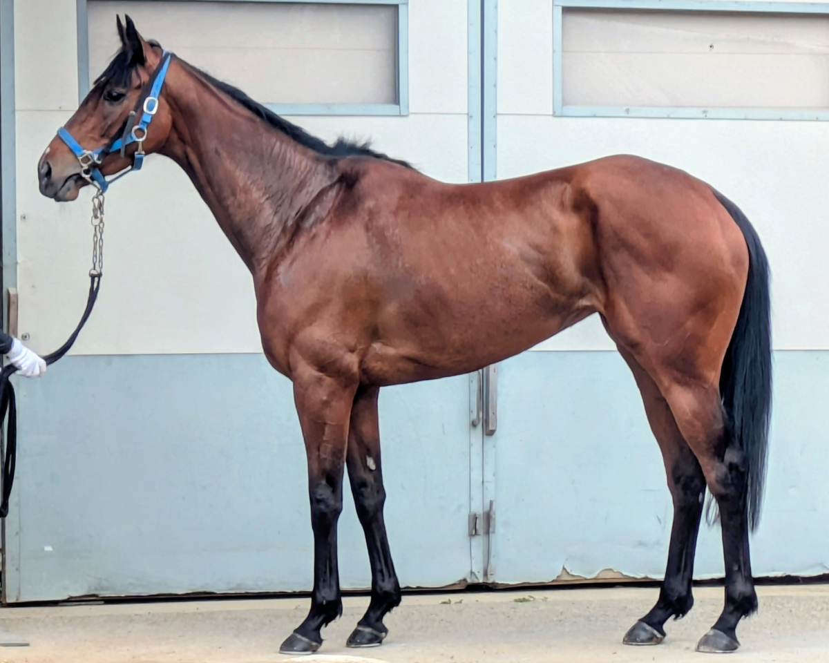 ノリタケ　競走馬跳馬 ノクターナル 牝5歳 ※中央競馬 登録抹消 | サラブレッドオークション